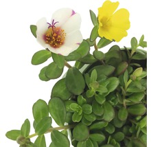 Portulacă cu flori mari, cu flori galbene și albe
