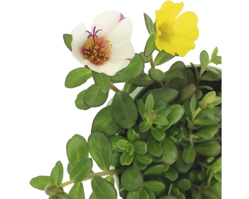 Portulacă cu flori mari, cu flori galbene și albe