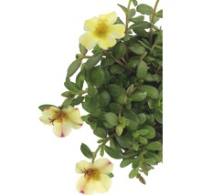 Plantă de portulacă cu flori galbene și frunze verzi