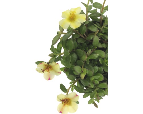 Plantă de portulacă cu flori galbene și frunze verzi