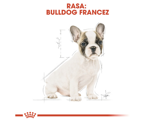 Ilustrație Bulldog Francez