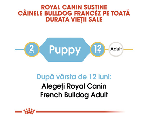 Royal Canin sprijină Bulldogul Francez pe toată durata vieții sale. Hrană pentru căței de la două luni și hrană pentru adulți de la douăsprezece luni.