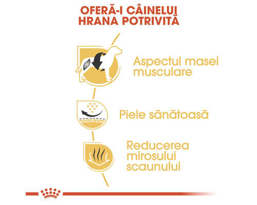 Beneficiile hranei pentru câini: aspectul masei musculare, piele sănătoasă și reducerea mirosului scaunului