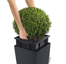 Plantă în jardinieră cu sistem de irigare și indicator de nivel al apei