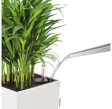 Udarea plantei din ghiveci cu o stropitoare