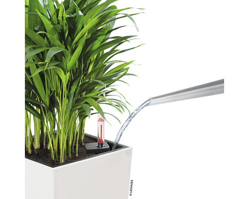 Udarea plantei din ghiveci cu o stropitoare