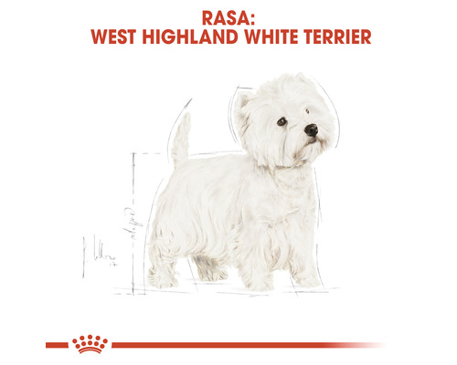 Ilustrație cu un West Highland White Terrier.