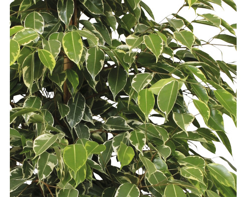 Prim-plan cu un ficus artificial cu frunze