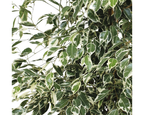Ficus Benjamina cu frunze verzi și albe
