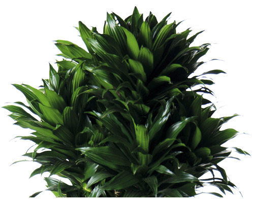 Dracaena plantă de interior cu frunze verzi