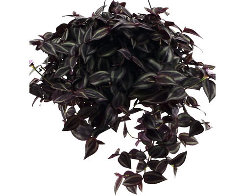 Plantă suspendată cu frunze dungate într-un ghiveci