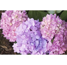 Hortensie Hydrangea macrophylla H 20-35 cm Co 5 L roz