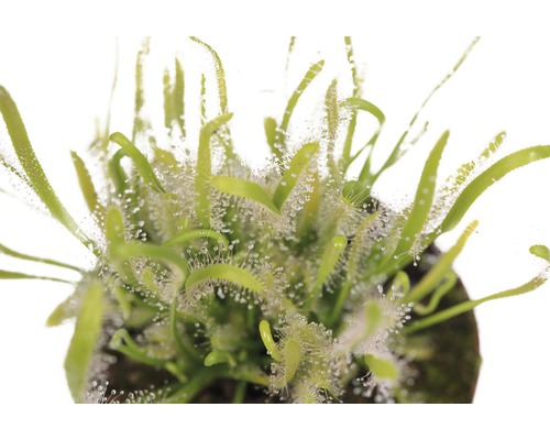 Planta roua cerului în ghiveci