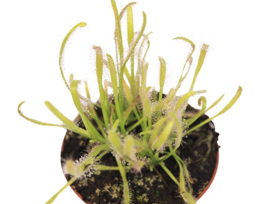 Plantă roua-cerului în ghiveci