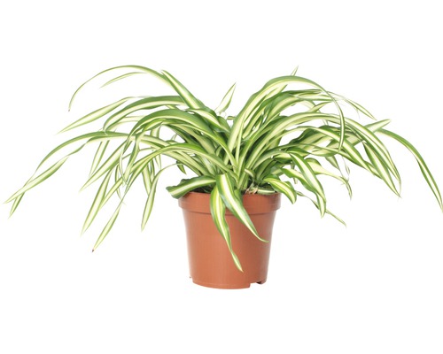 Chlorophytum în ghiveci