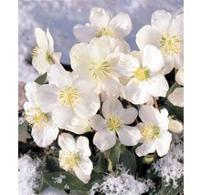 Prim-plan cu trandafiri de Crăciun cu flori albe