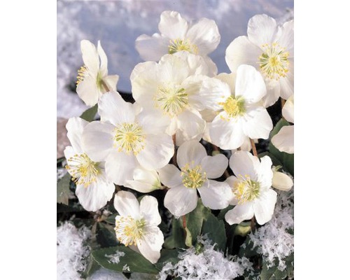 Prim-plan cu trandafiri de Crăciun cu flori albe