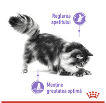 Ilustrație a reglării apetitului și a controlului greutății la pisici