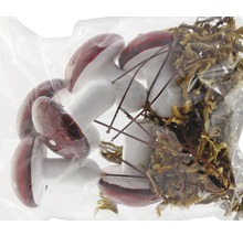 Decor: ciuperci și mușchi într-un pachet.