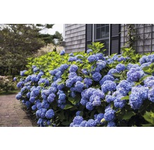Hortensie Hydrangea macrophylla H 20-35 cm Co 5 L albastru