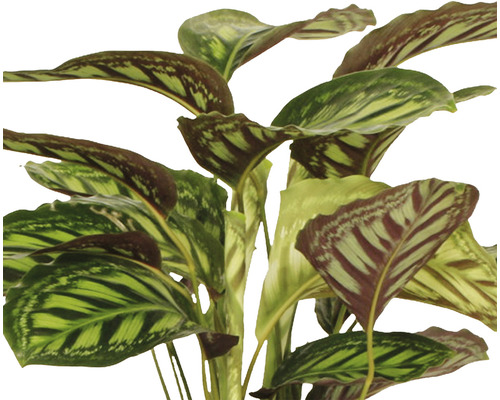 Plantă cu frunze dungate