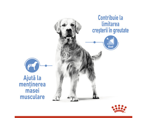 Un câine stă drept. Hrana pentru câini contribuie la controlul greutății și la menținerea masei musculare.