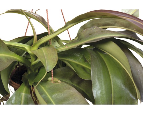 Nepenthes în ghiveci suspendat