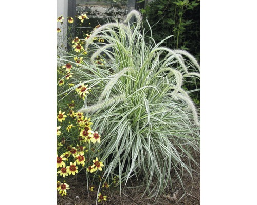 Iarbă decorativă FloraSelf Pennisetum advena 'Skyrocket' H 10-50 cm Co 3 L Tufă de iarbă cu spice și flori galbene
