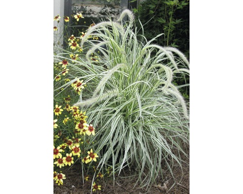 Iarbă decorativă FloraSelf Pennisetum advena 'Skyrocket' H 10-50 cm Co 3 L