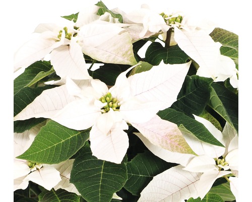 Crăciuniță cu bractee albe și frunze verzi