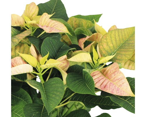 Crăciuniță cu frunze verzui și gălbui.