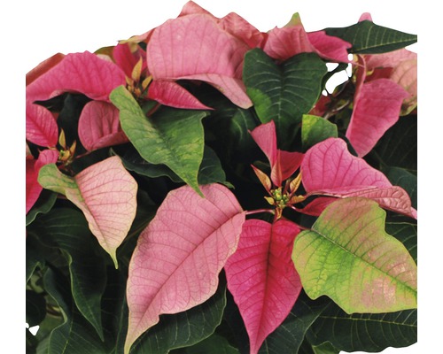 Prim-plan cu o poinsetia cu bractee roz și frunze verzi.