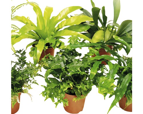 Ferigi diverse în ghivece pentru interior