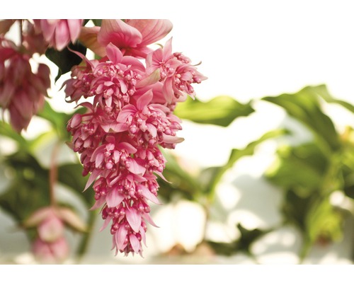 Medinilla curgătoare cu flori roz