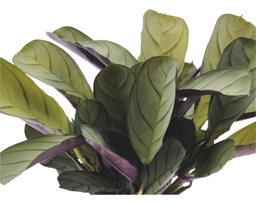 Plantă de rugăciune cu frunze alungite