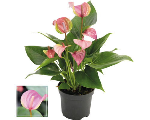 Floarea Flamingo FloraSelf Anthurium andreanum 'Pink' H 35-40 cm ghiveci Ø 12 cm Floare flamingo în ghiveci cu floare roz