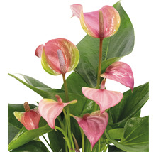 Plantă Anthurium cu flori roz și frunze verzi.