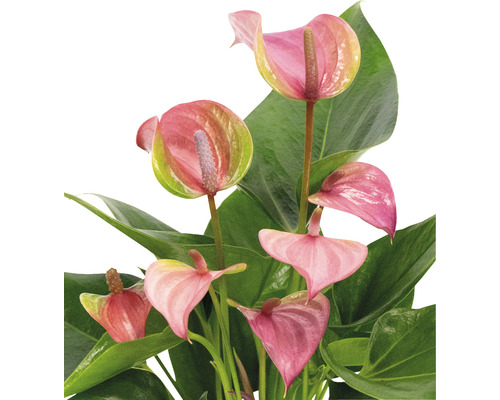 Plantă Anthurium cu flori roz și frunze verzi.