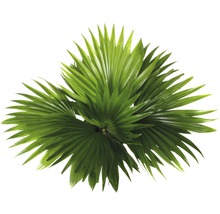 Palmier Livistonia FloraSelf Livistona rotundifolia H 40-50 cm ghiveci Ø 15 cm-thumb-1