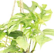 Ananasul săracului FloraSelf kokodama Monstera deliciosa H 20 cm ghiveci Ø 17 cm-thumb-1 Ananasul săracului FloraSelf kokodama Monstera deliciosa H 20 cm ghiveci Ø 17 cm-thumb-1