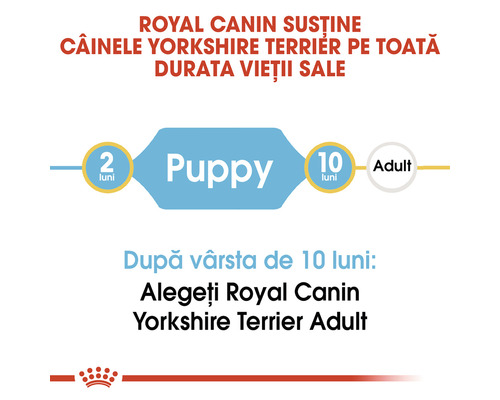 Royal Canin susține câinele Yorkshire Terrier pe toată durata vieții sale.