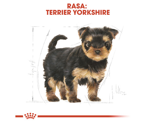 Ilustrație cu un Yorkshire Terrier