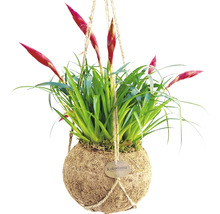 FloraSelf Vriesea-Cultivars 'Astrid' H 20 cm ghiveci Ø 17 cm-thumb-1