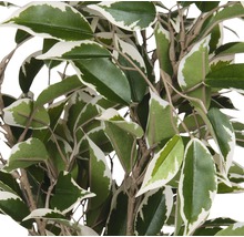 Plantă artificială, Ficus natasja, mix nuanțe verde-thumb-1