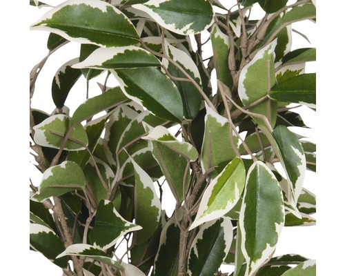 Prim-plan cu o plantă de interior artificială cu frunze