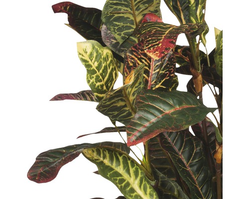 Croton cu frunze multicolore.