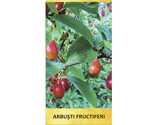 Corn cu frunze și fructe