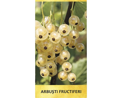 Coacăze albe pe un arbust