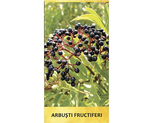 Fructe de soc pe un arbust fructifer
