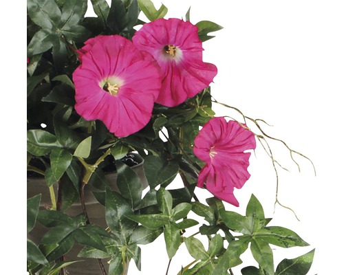 Plantă cățărătoare cu flori roz și frunze verzi